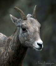 Bighorn Ewe