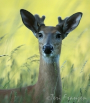 White-tailed Deer