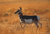 Pronghorn