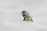 Eastern American Toad