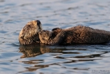 Sea Otters