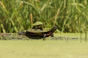 Painted Turtle (PT_CH0A2073)