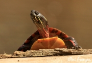 Painted Turtle (PT_CH0A5510)