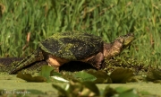 Snapping Turtle