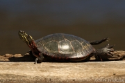 Painted Turtle (PT_CH0A7870)