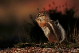 White-tailed Antelope Squirrel