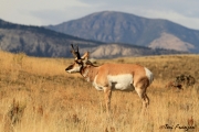 Pronghorn