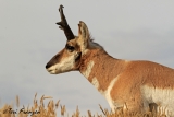 Pronghorn