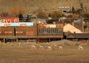 Pronghorn