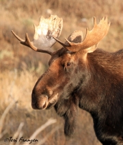 Bull Moose