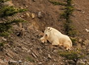 Mountain Goat