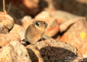 Pika