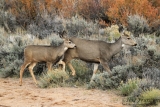 Mule Deer