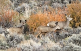 Mule Deer