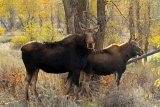 Cow Moose