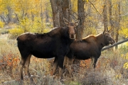 Cow Moose