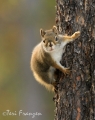 Red Squirrel