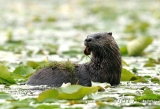 River Otter