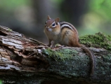 Chipmunk