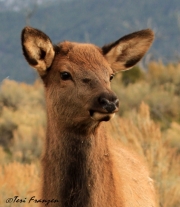 Cow Elk Portrait