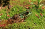 Green Frog