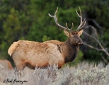 Bull Elk