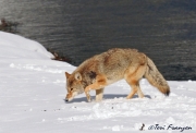 Coyote Hunting for Prey