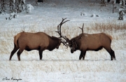 Sparring Elk