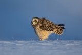 Short-eared Owl