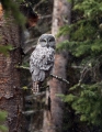 Great Gray Owl