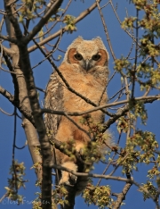 Great Horned Owl