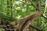 Barred Owl