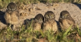 Burrowing Owls