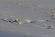 Snowy Owl