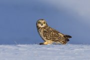 Short-eared Owl