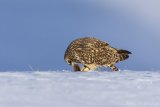 Short-eared Owl