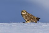 Short-eared Owl