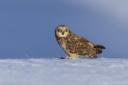 Short-eared Owl