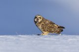 Short-eared Owl