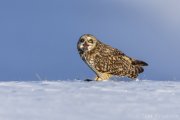 Short-eared Owl