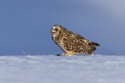 Short-eared Owl