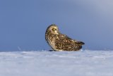 Short-eared Owl