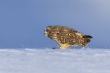 Short-eared Owl