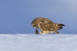 Short-eared Owl