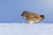 Short-eared Owl