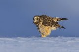 Short-eared Owl