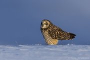 Short-eared Owl