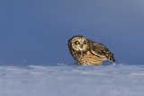 Short-eared Owl