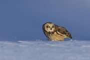 Short-eared Owl