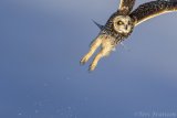 Short-eared Owl